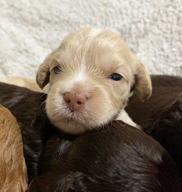 Labradoodle Puppies FNQ