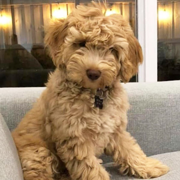 Labradoodles in FNQ