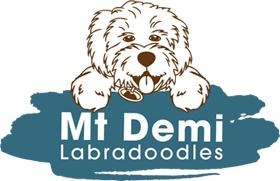 Mt Demi Labradoodles