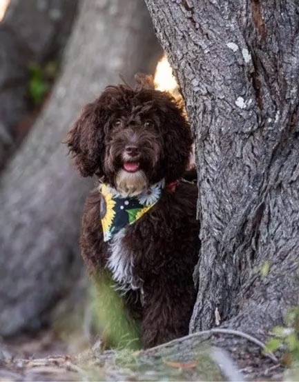 QLD Labradoodle Breeder