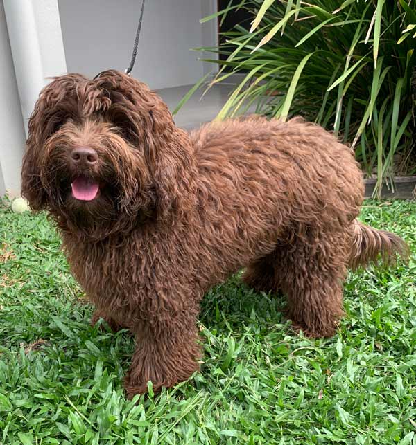 Seven - Labradoodle FNQ