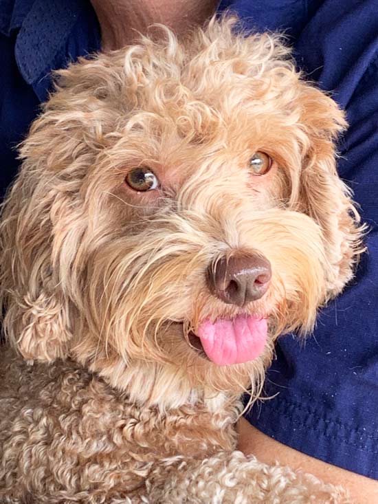 Winky Labradoodle4